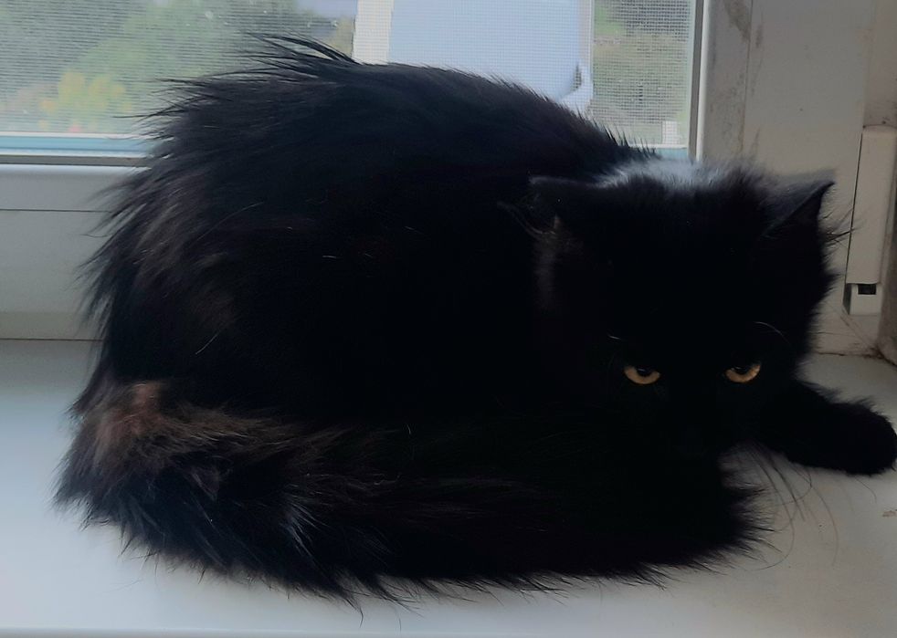 котик  ждёт своих любящих хозяев
