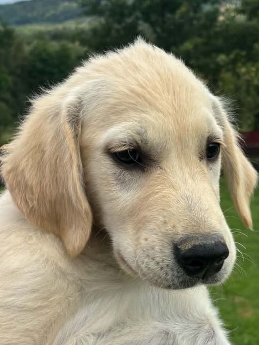 Szczeniak Golden Retriever