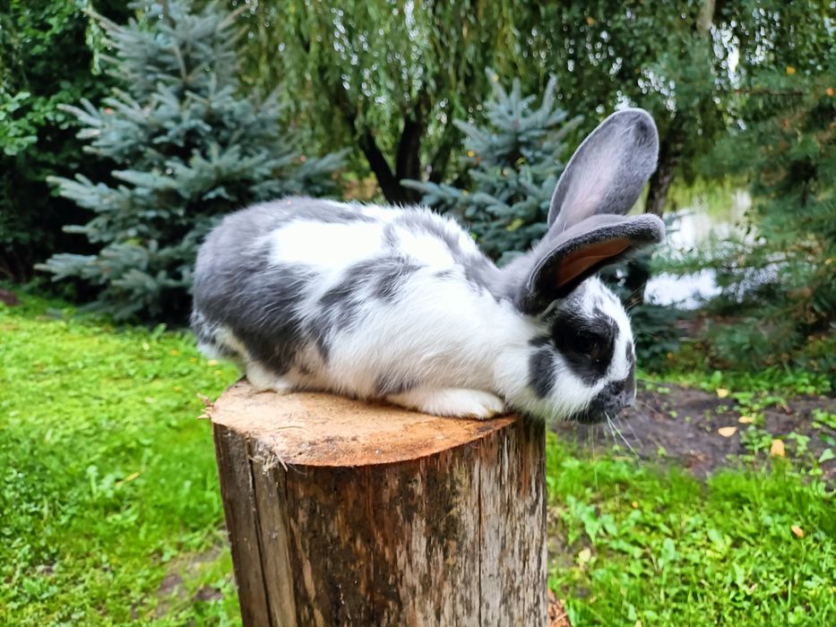 Króliki mieszańce (samce)