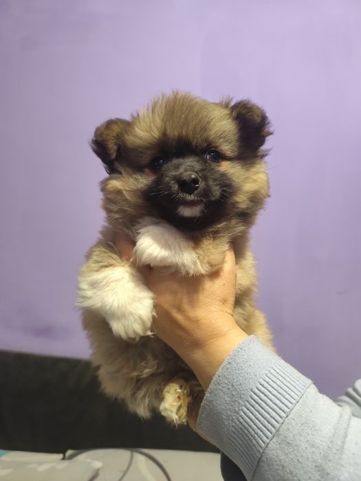 Продаю в хороші руки