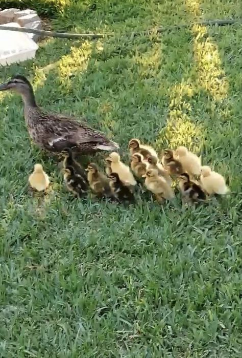 Ovos de corredor indiano