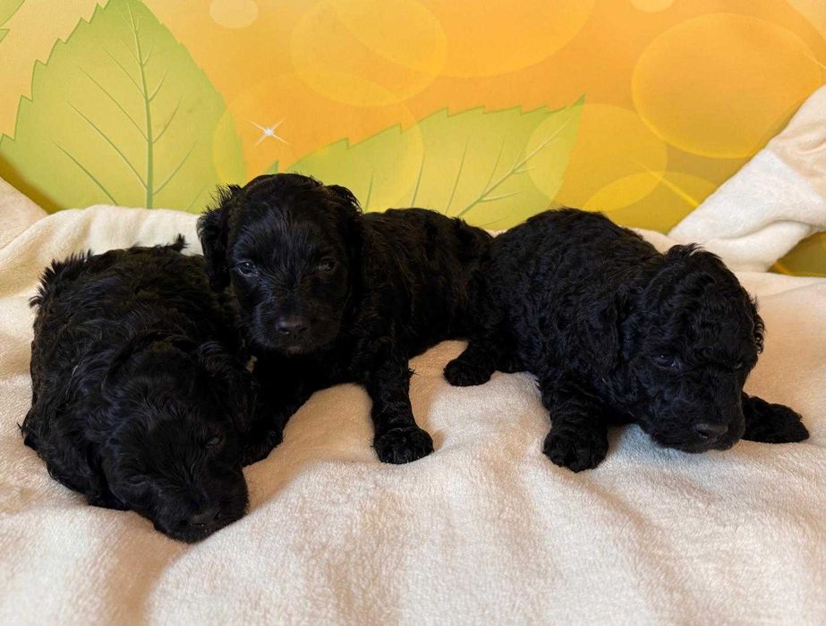 Cockapoo F1b puchate słodziaki