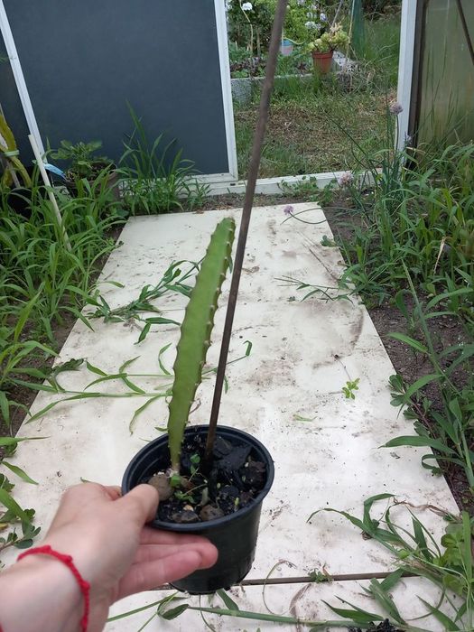 Vendo pitaia amarela