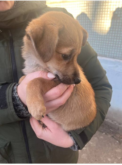 Гарнюще цуценятко (дівчинка)