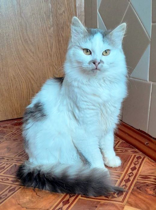 Віддам пухнастого котика