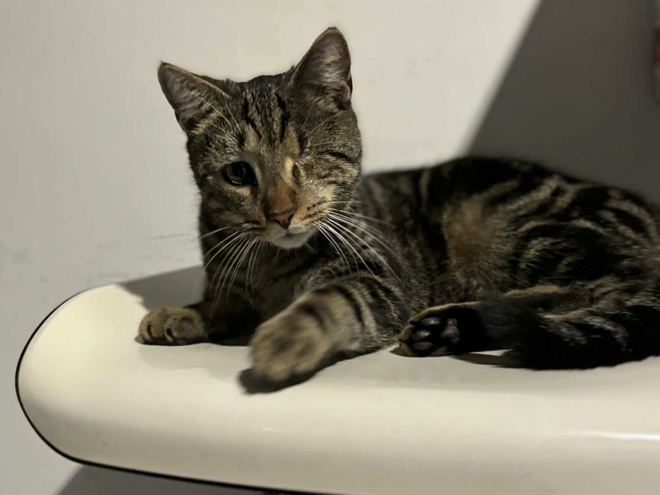 Sebastian szuka domu!