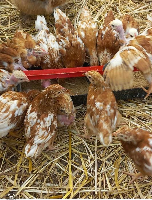 galinhas poedeiras puras