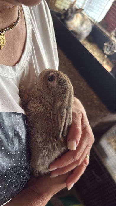 Coelhos anoes para entrega imediata