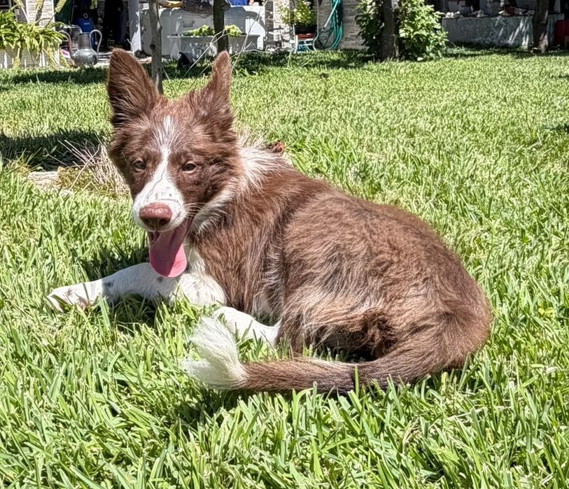 Menino border collie chocolatinho