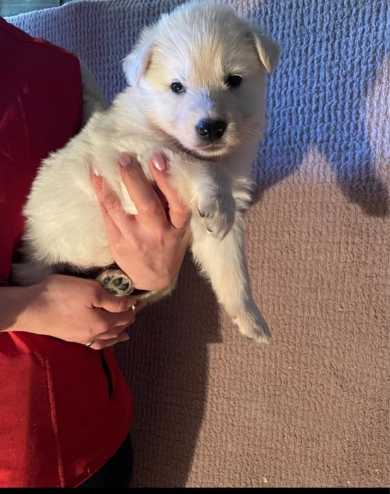 Owczarek Szwajcarski