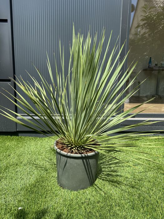 Juka Rostrata Yucca Rostrata 80-90cm
