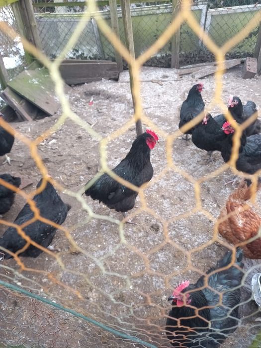 Jaja lęgowe AUSTROLOP czarny