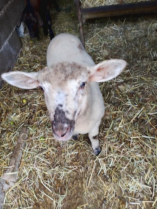 Vendo borrego 3 meses