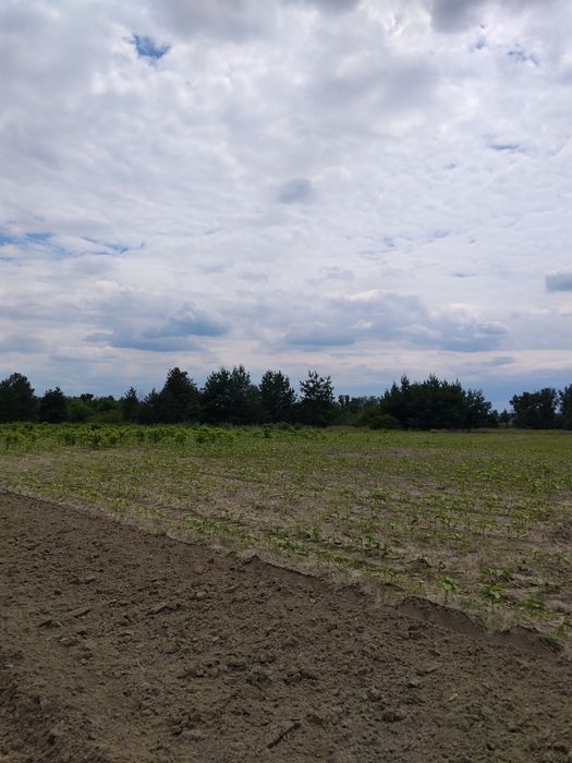 Продам земельну ділянку в селі Єгорине,Китайгородська ОТГ