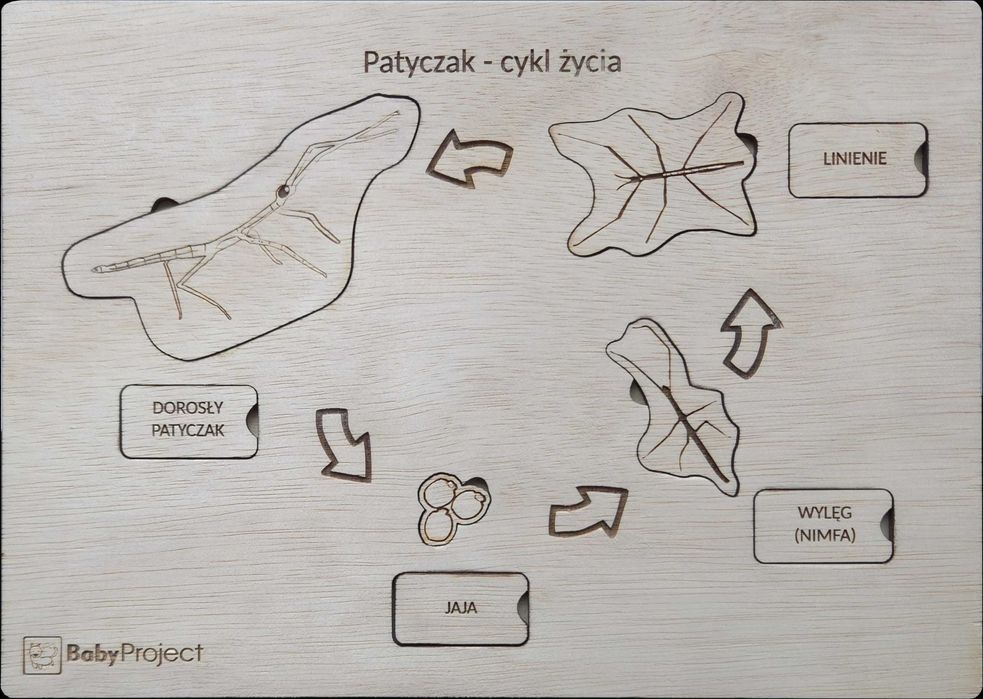Tablica edukacyjna - puzzle "Cykl życia patyczaka"