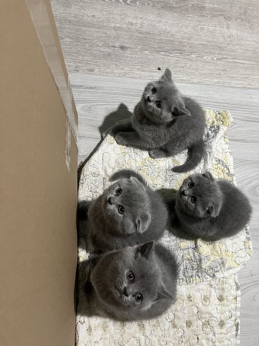 Чистокровні Шотландські висловухі, прямовухі кошенята