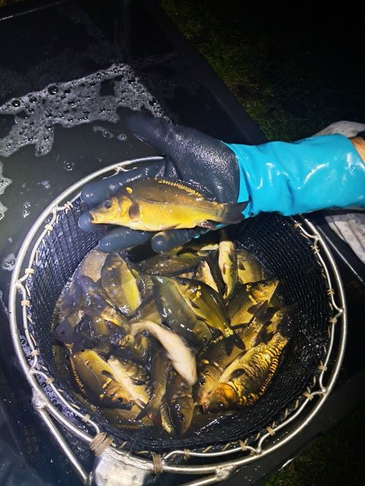 Karp 15-20cm lin amur sandacz