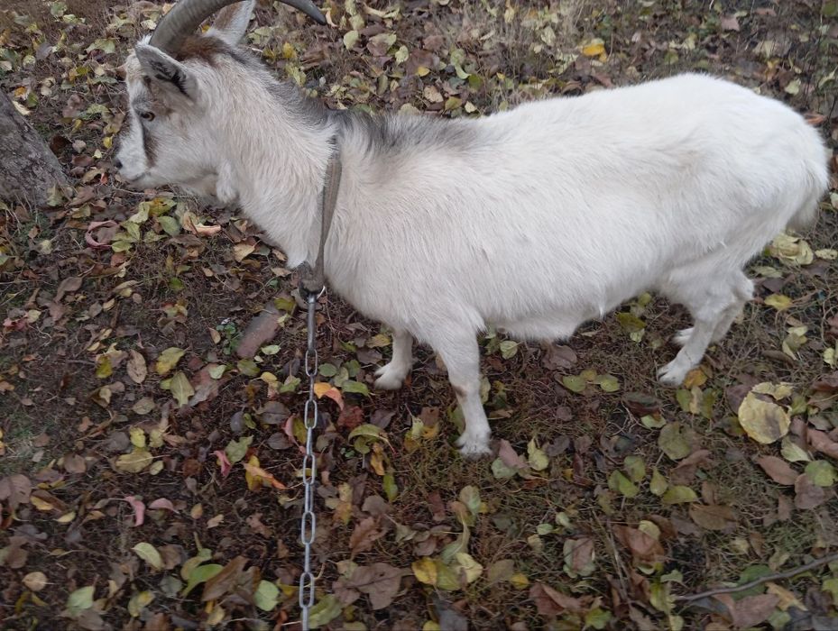 Коза альпийской породы