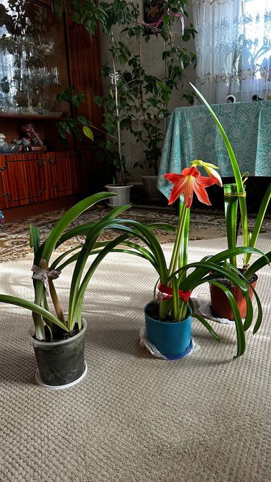 Амариліс, вазони
