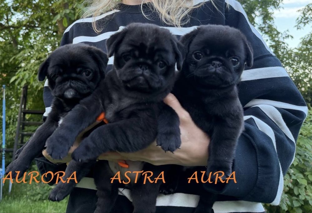 Mops Mopsik Mops