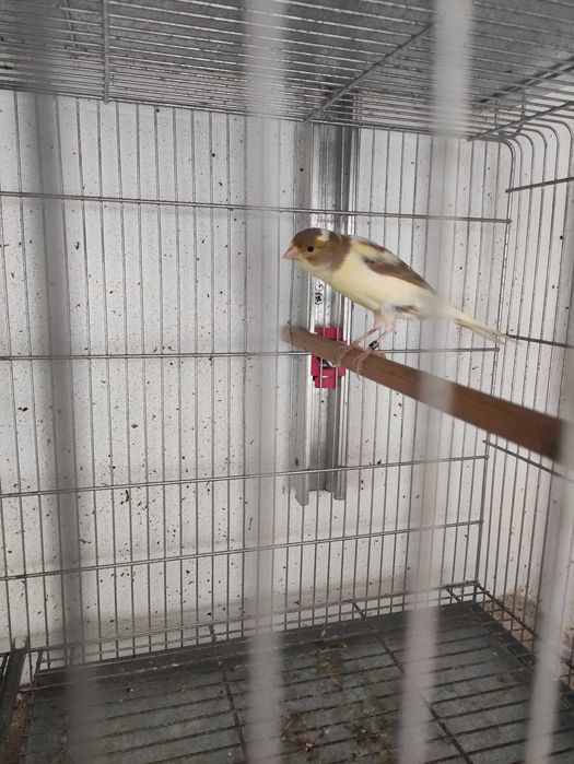 Canários llarguet espanhol premiados 2022