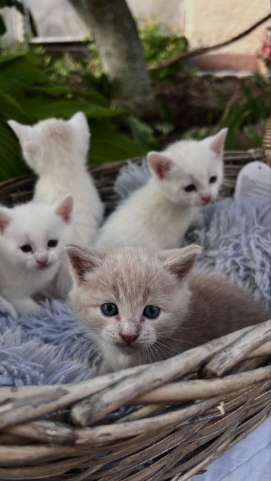 Котята ищут любящий дом