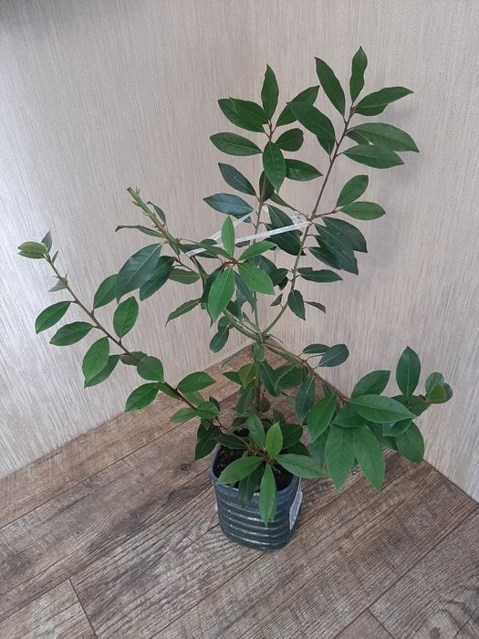 Лавр домашній вирощений із гілочки