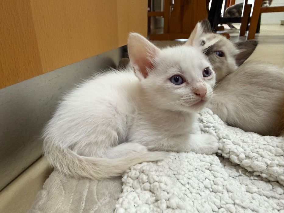 Dois gatos brancos para dar