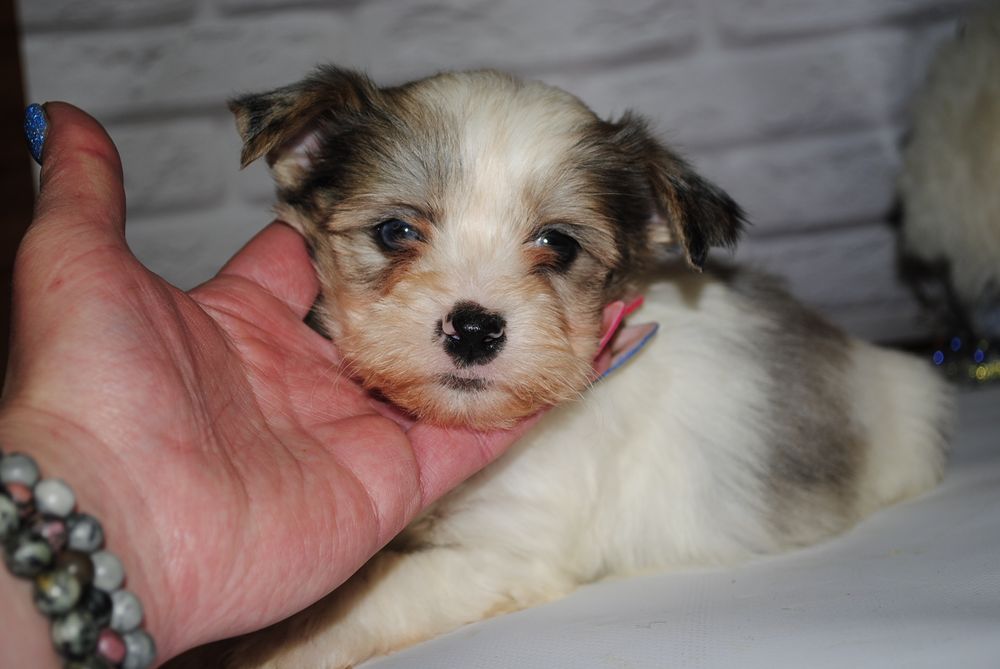 Блубері хлопці з голубим оком