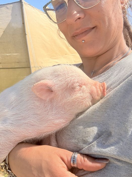 Mini pigs gottingen