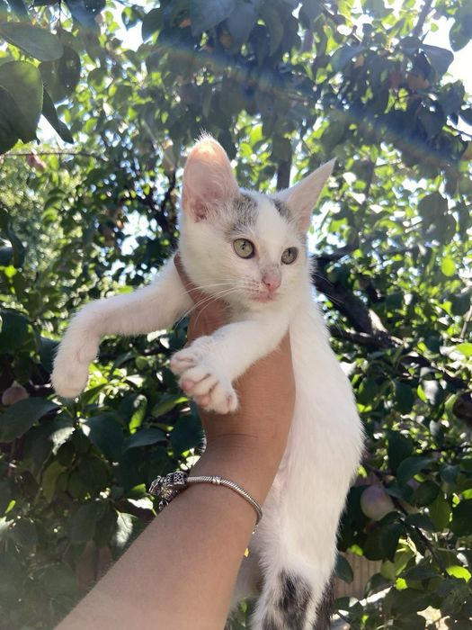 Кошенята шукають родину