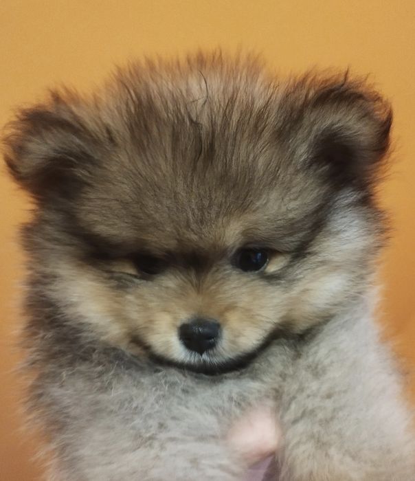 Zkwp szpic miniaturowy pomeranian