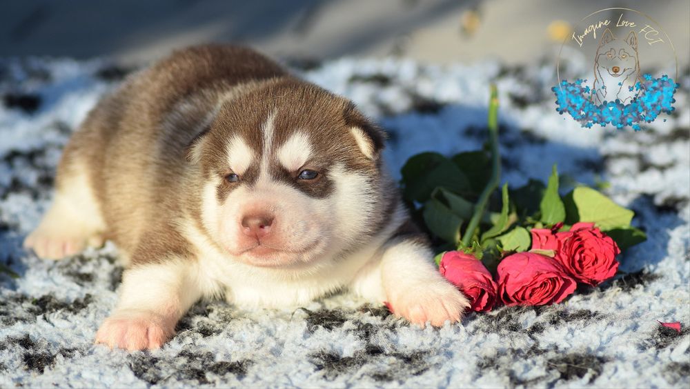 Siberian Husky po championach ZKwP/ FCI