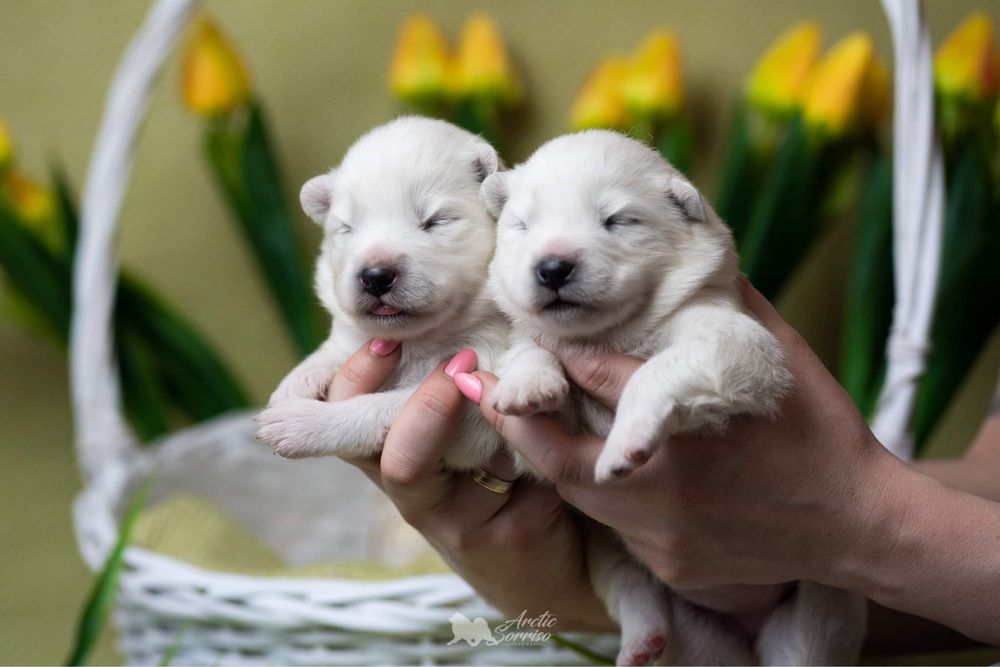 Samoyed piesek ZKwP do odbioru koniec października