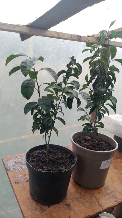 Drzewka mandarynki sztuka 70 zł polecam