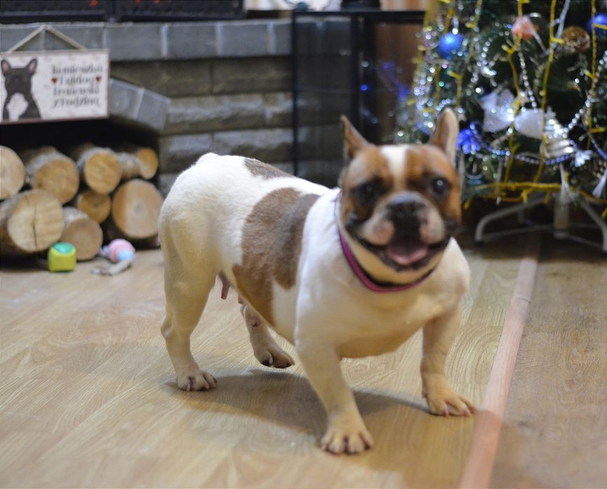 Французька леді .