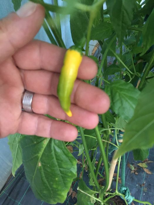 Semente de malagueta aji lemon