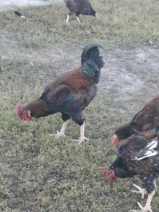 Лівенська ситцева