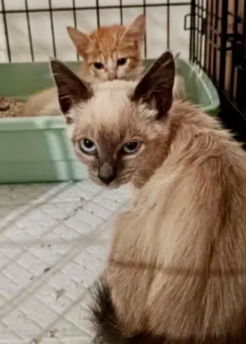 Gatinhos bebés para adoção responsável