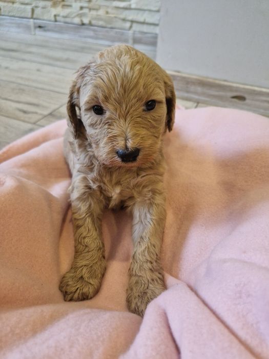 Goldendoodle piękna sunia