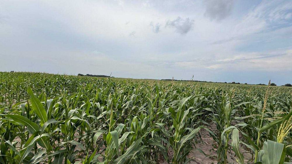 Продаж масиву землі під ОСГ в Фасовій! 110Га дуже гарної землі