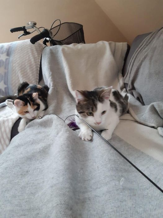 Cukne kotki do adopcji. Ostoja Mruczków