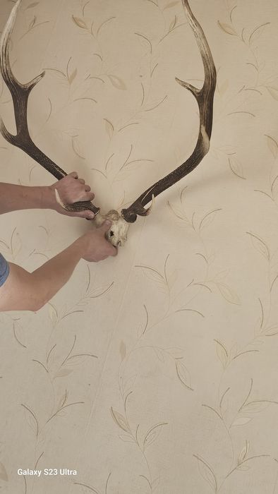 Рога оленя в хорошому стані