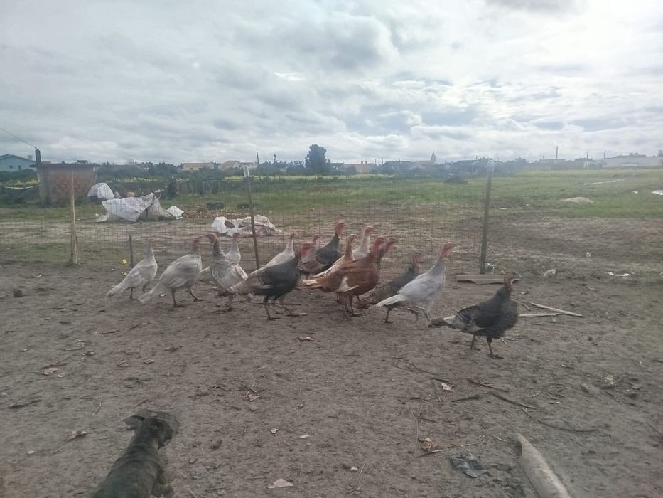 Galos e perú Caseiros