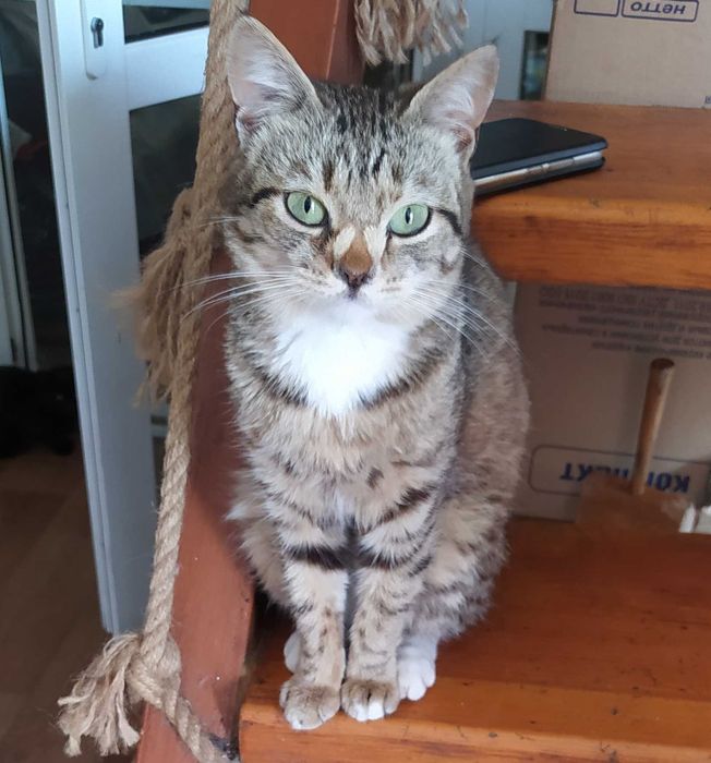 Необычная кошечка ищет дом (стерилизованная)