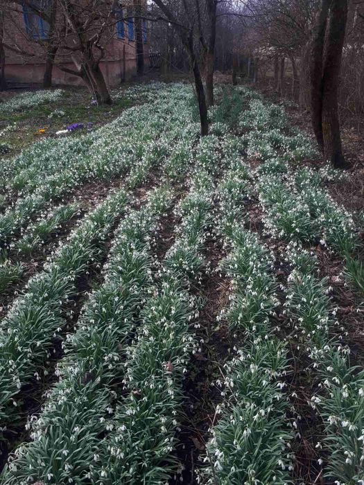 Galantusподснежник