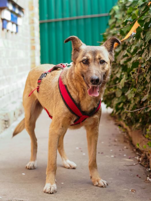 Врятована з зони бойових дій собачка Сімка шукає нову родину!