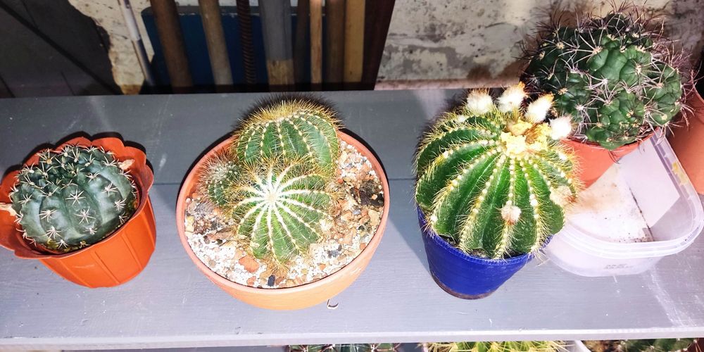 Кактус різні види і розміри.