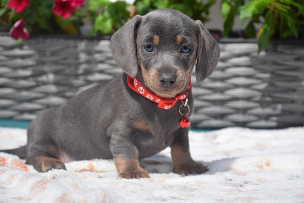 Teckel blue disponível