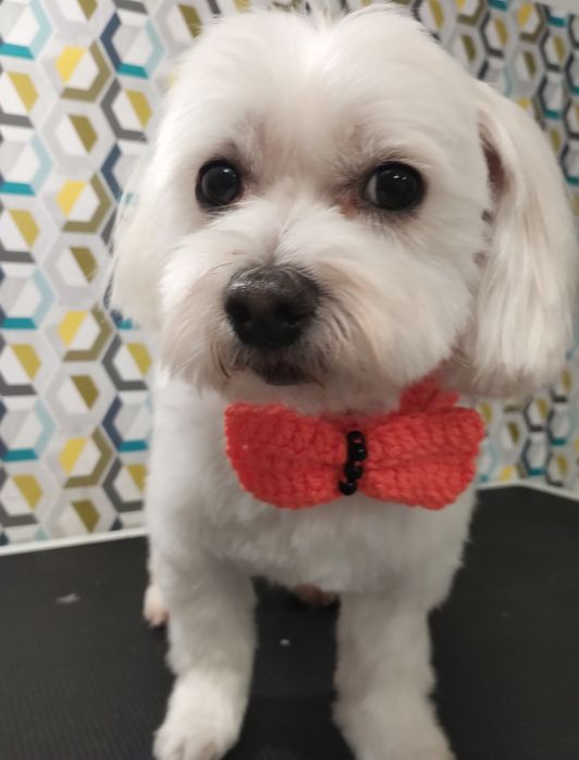 Strzyżenie piesków- groomer z sercem i doświadczeniem